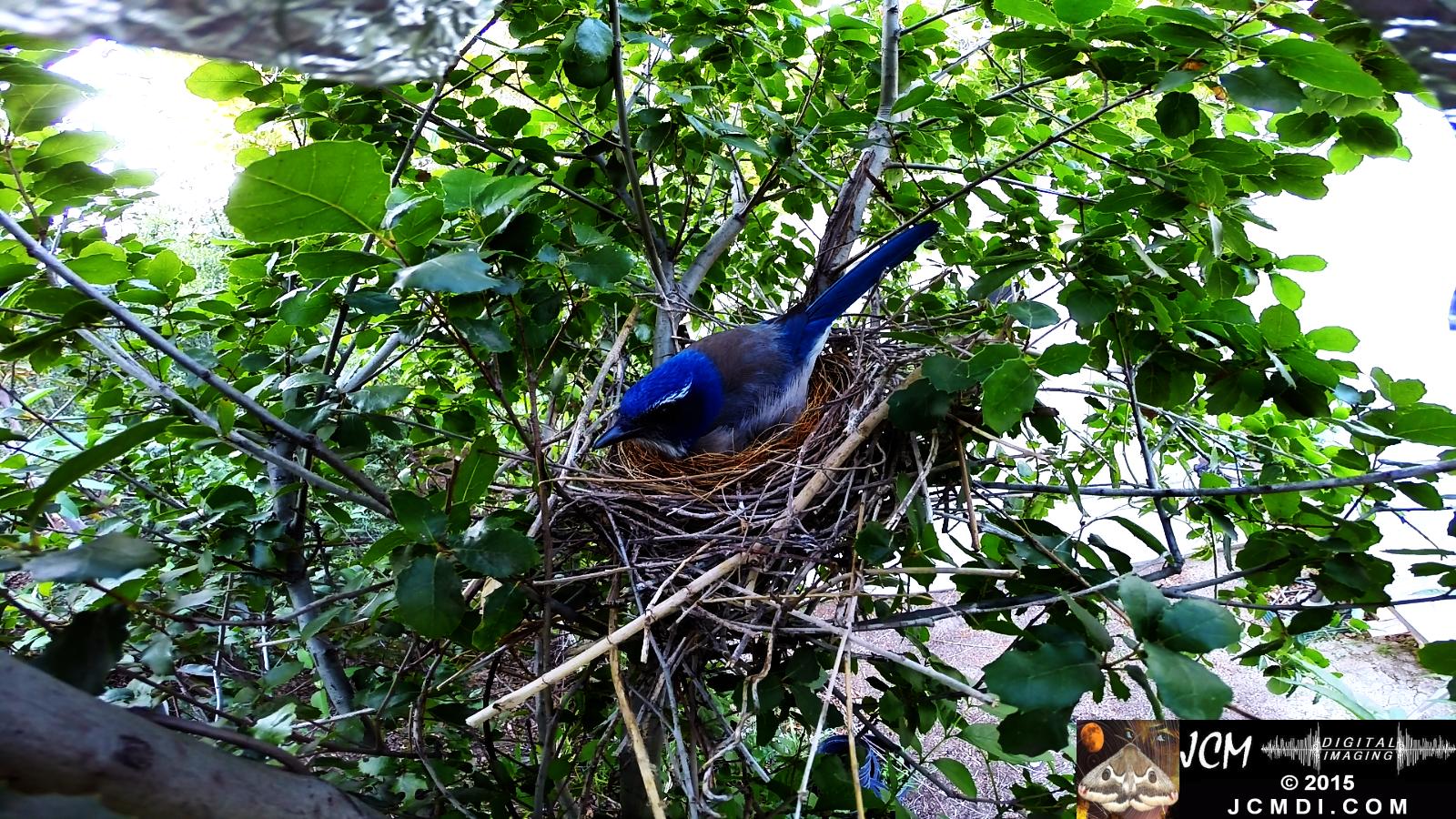 Scrub Jay nest and activity GoPro Hero3+ Black 3-3132015 Santa Clarita JCMDI.COM